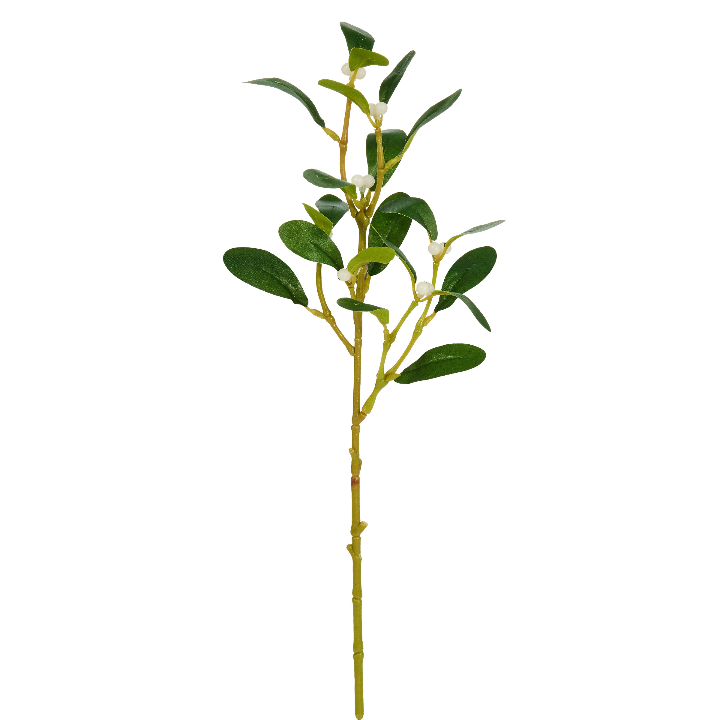 WINTERGREEN Mistelzweig